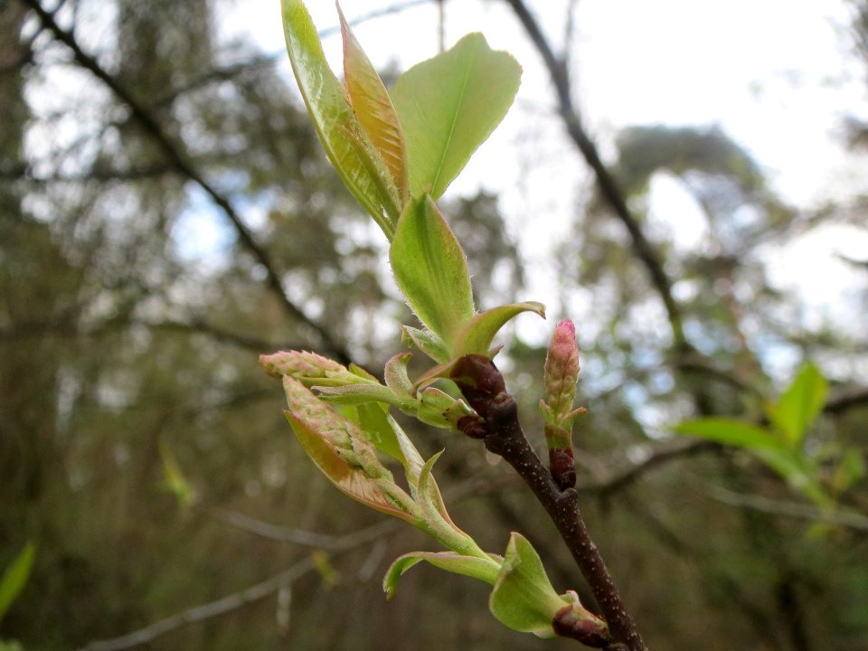 20140324Castanea_sativa4