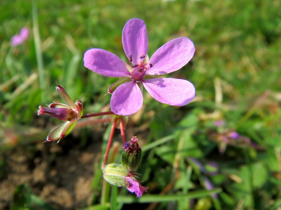 20140317Erodium_cicutarium1