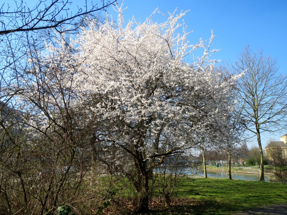 20140312Prunus_cerasifera_Saarbruecken4