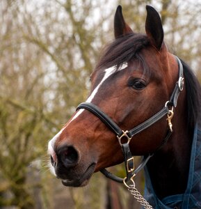 Horse head portrait