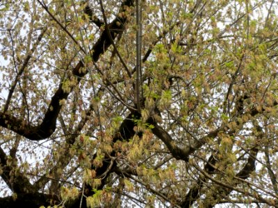 20140323Acer_negundo_Hockenheim