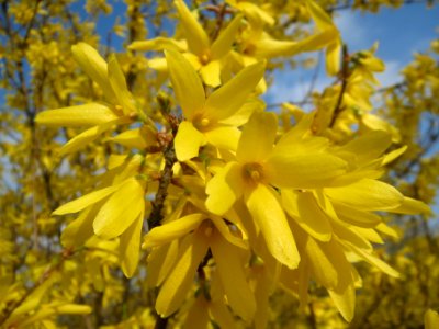 20140316Forsythie_Hockenheim2