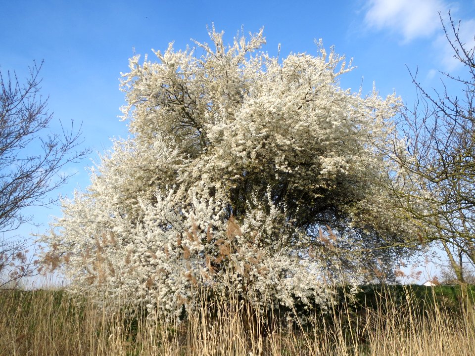 20140317Prunus_cerasifera_Hockenheimer_Rheinbogen5