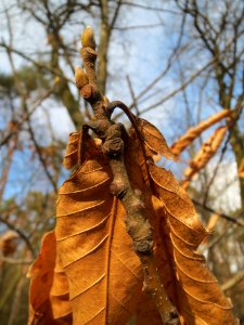 20140324Castanea_sativa2