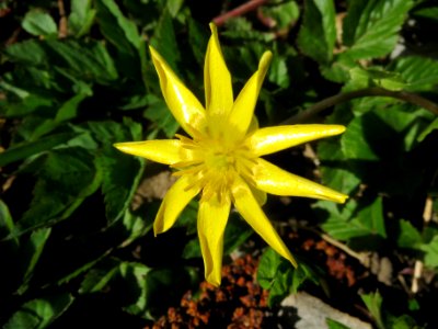20140312Ficaria_verna