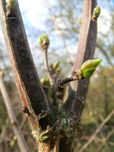 20140227Euonymus_europaeus4