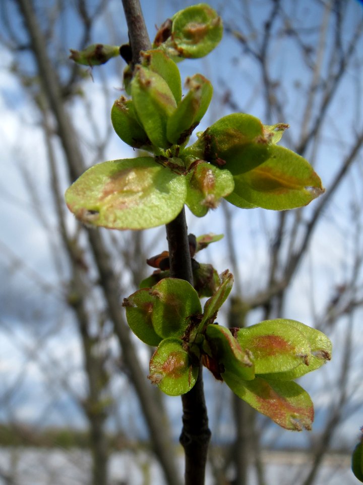 20140323Ulmus_minor_Reilingen2