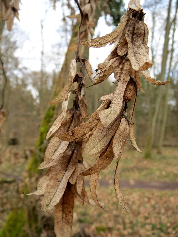 20140227Carpinus_betulus1