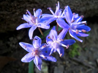 20140313Scilla_luciliae6