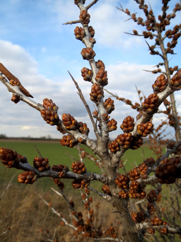20140227Hippophae_rhamnoides