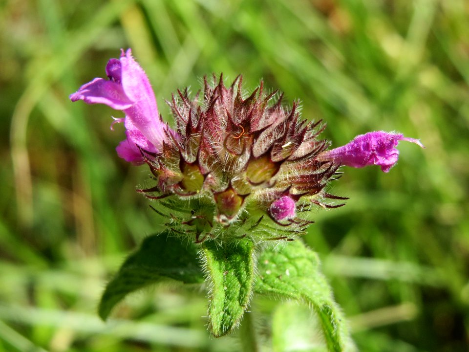 20140625Clinopodium_vulgare2