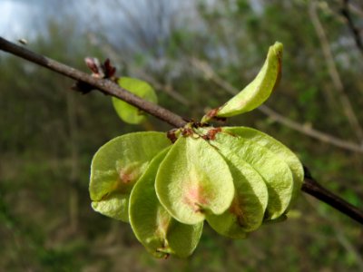 20140323Ulmus_minor_Neulussheim06