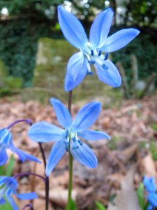 20140313Scilla_luciliae5