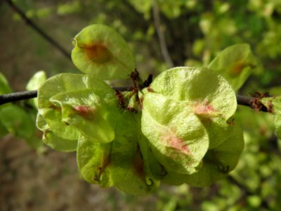 20140323Ulmus_minor_Neulussheim02