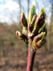 20140227Euonymus_europaeus5