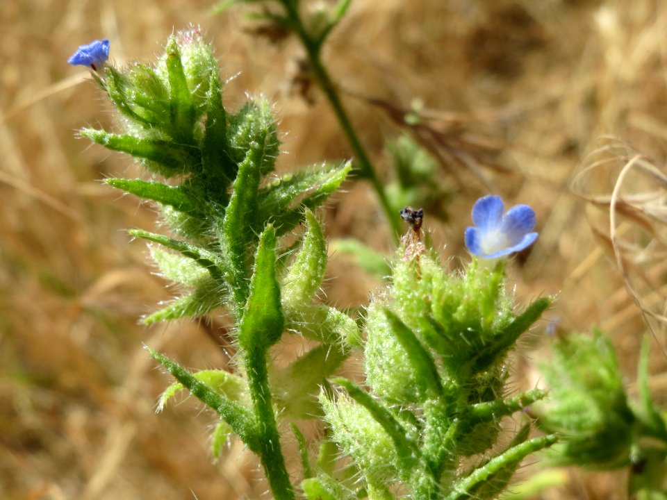 20140625Anchusa_arvensis