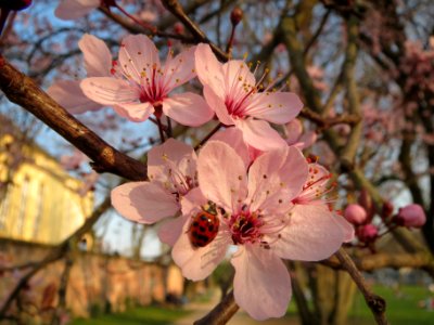 20140313Prunus_cerasifera_Saarbruecken2