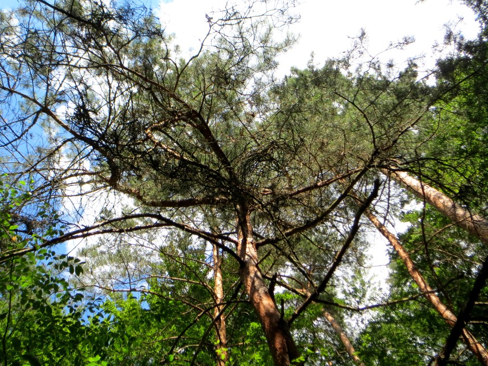 20140625Pinus_sylvestris