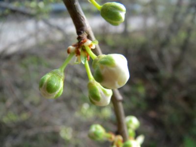 20140227Prunus_spinosa4