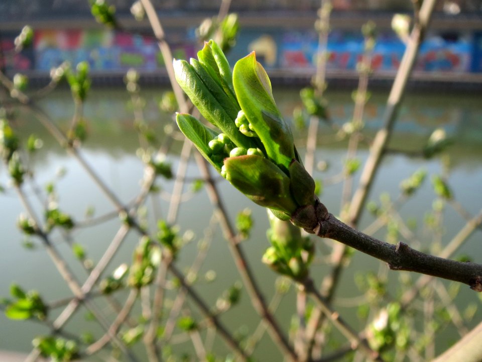 20140314Euonymus_europaeus