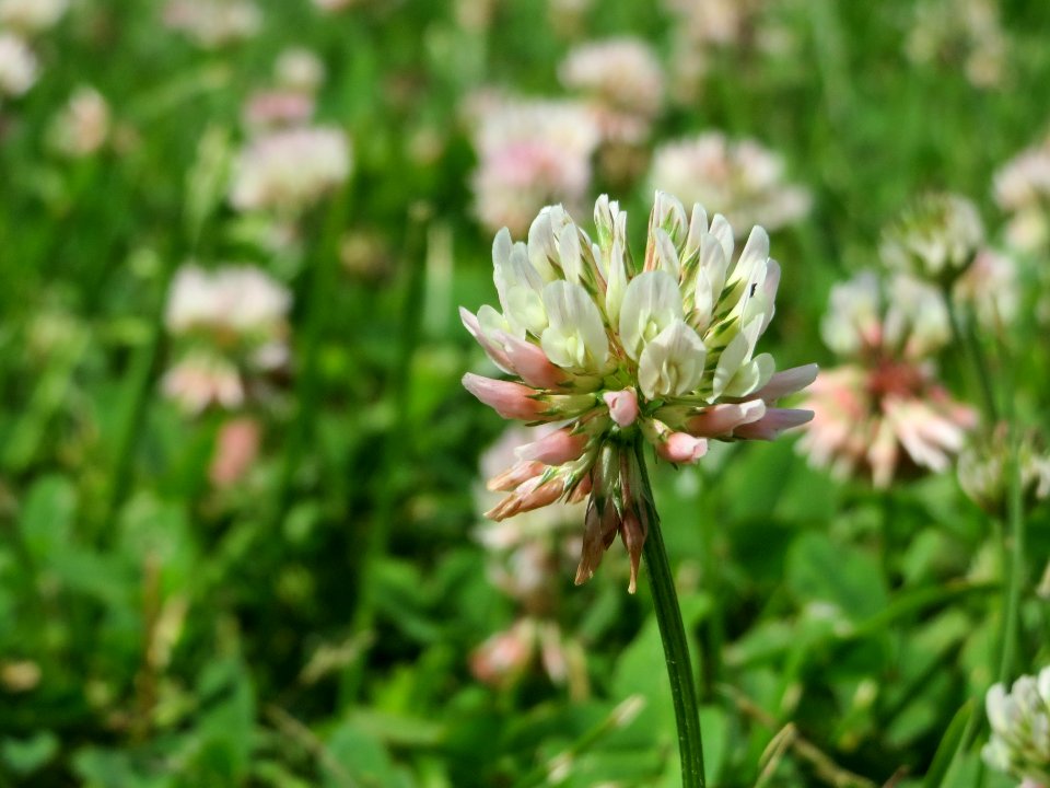 20140625Trifolium_repens1