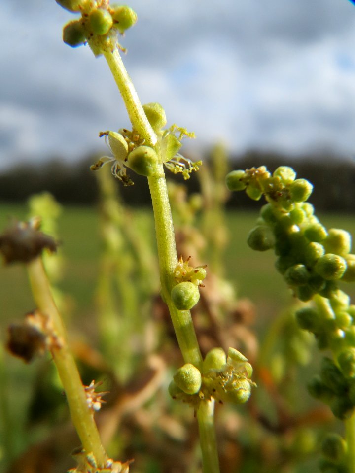 20140227Mercurialis_annua_Altlussheim3