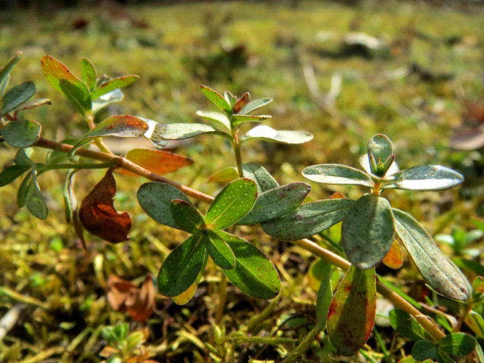 20140227Hypericum_perforatum1