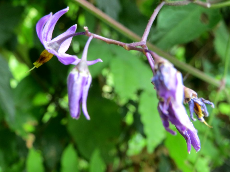 20140625Solanum_dulcamara