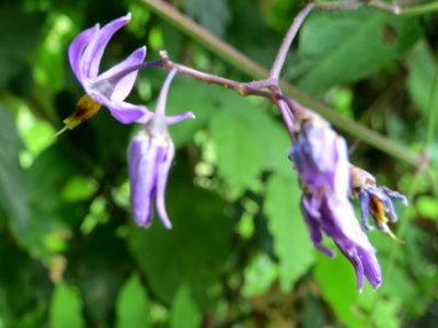20140625Solanum_dulcamara