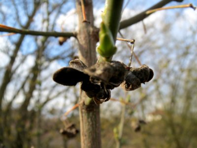 20140227Euonymus_europaeus2