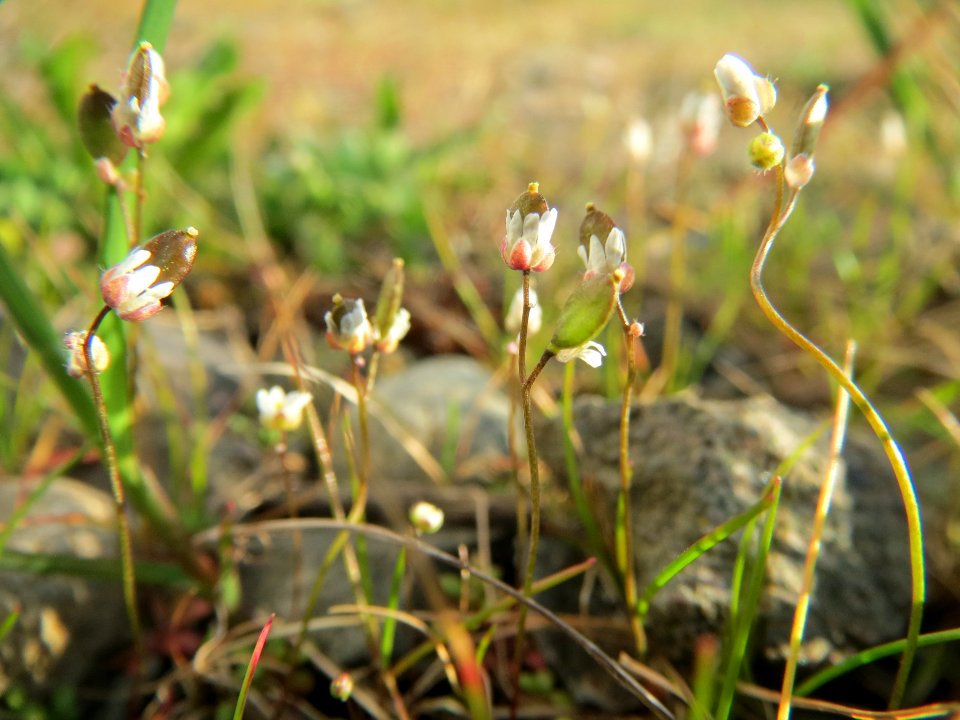 20140314Draba_verna2