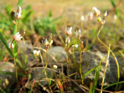 20140314Draba_verna2