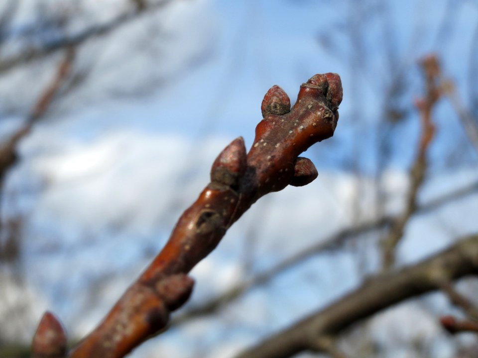 20140227Quercus_robur4
