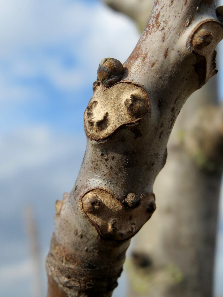 20140227Juglans_regia1