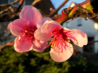20140320Prunus_persica3