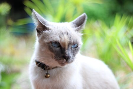 Cats brother lemon bad mood