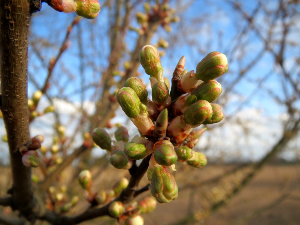 20140227Prunus_spinosa_Reilingen3