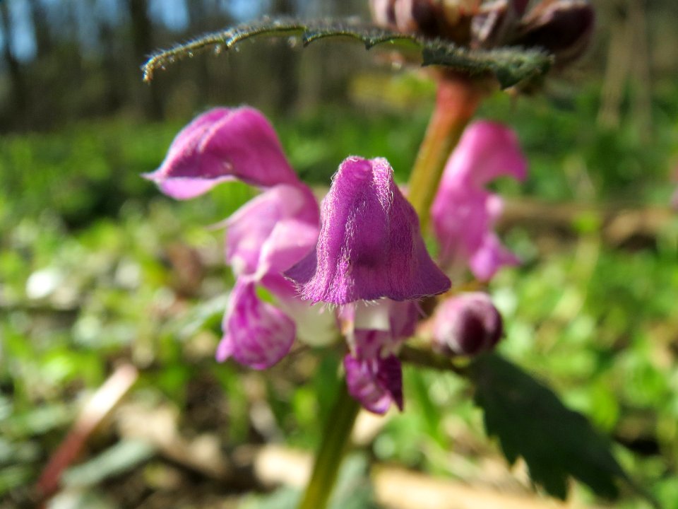 20140320Lamium_maculatum2
