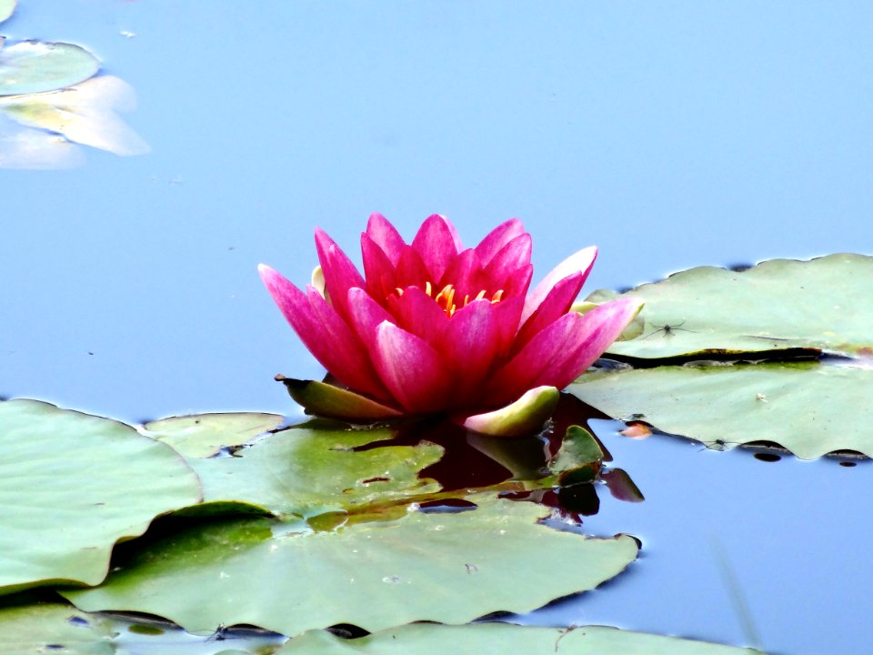 20140626_waterlelie_Natuurpark_Lelystad