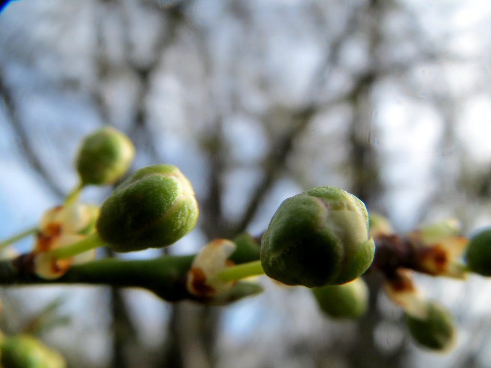20140227Prunus_spinosa3