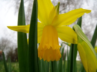 20140226Narcissus_pseudonarcissus3