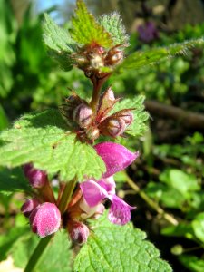 20140320Lamium_maculatum1