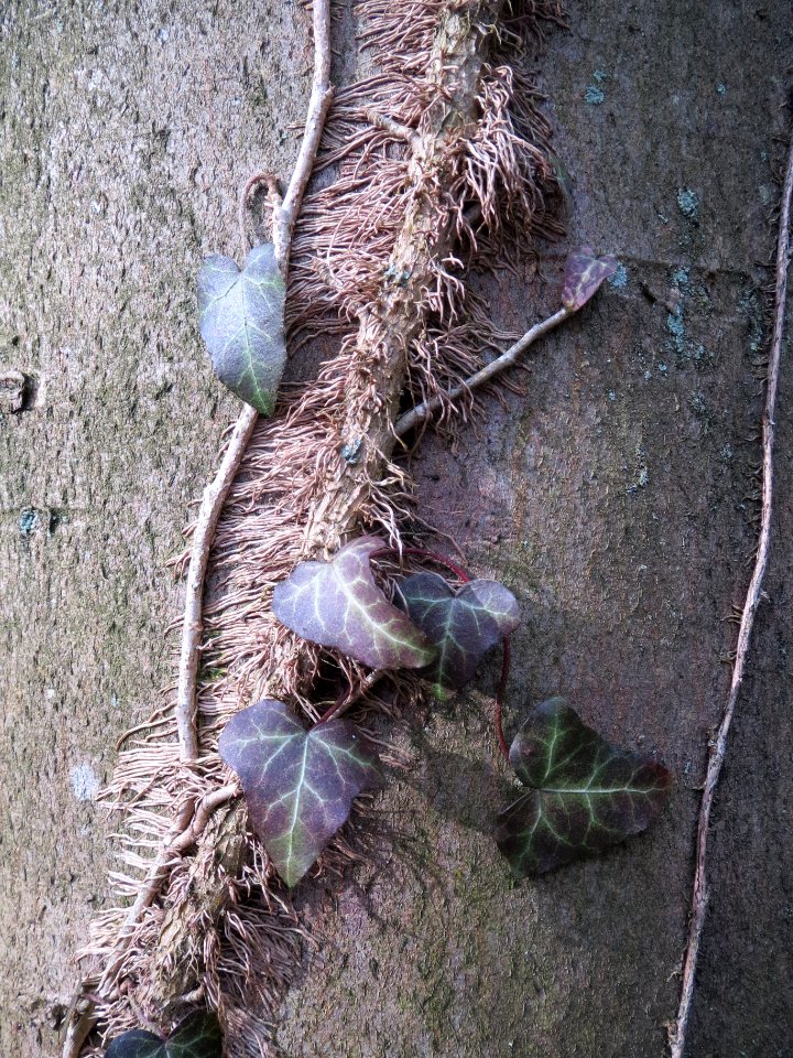 20140227Hedera_helix15