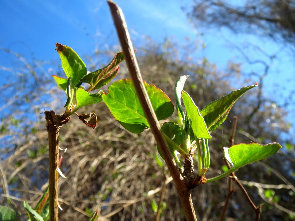 20140320Fallopia_baldschuanica