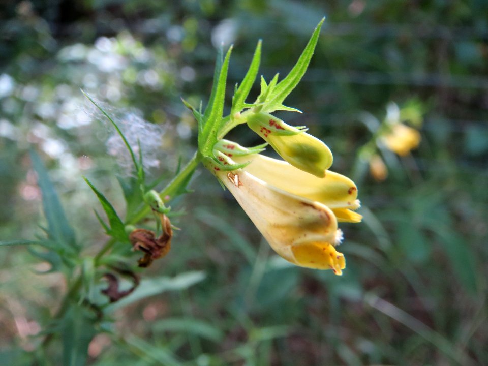 20140625Melampyrum_pratense2