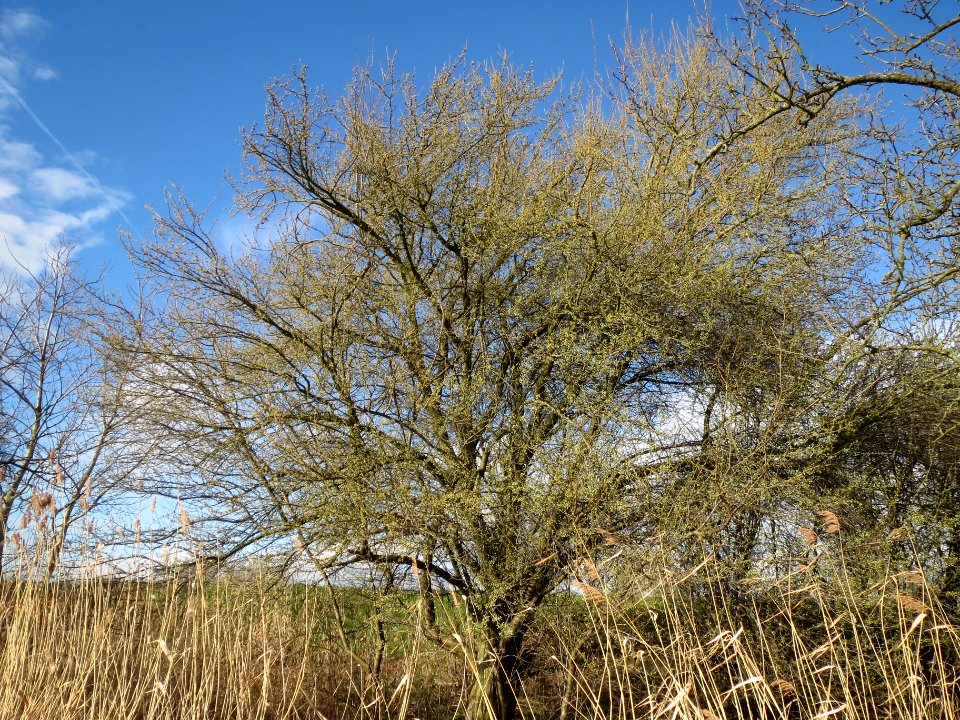 20140228Prunus_cerasifera_Hockenheimer_Rheinbogen01