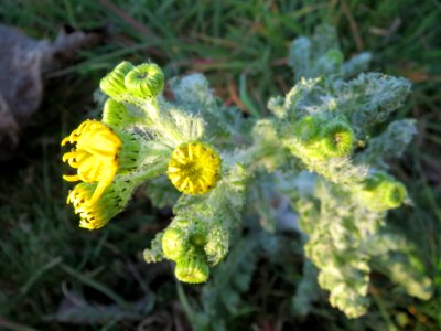 20140320Senecio_vernalis