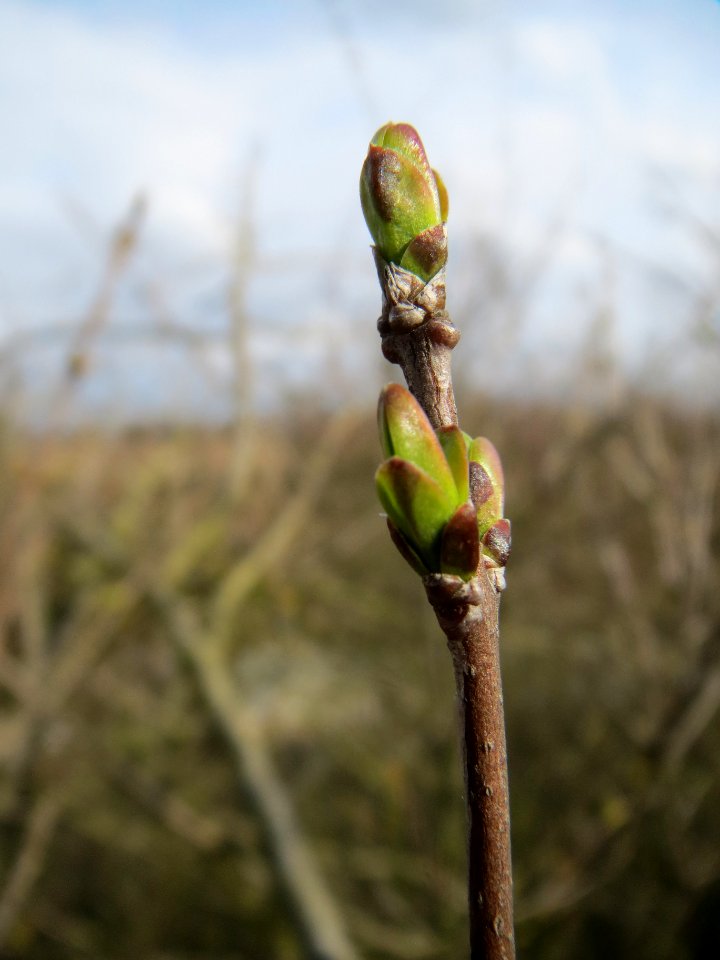 20140227Ligustrum_vulgare1