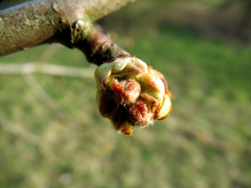 20140228Malus_domestica2