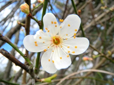 20140228Prunus_spinosa